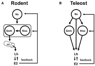 Facing the Challenges of Neuropeptide Gene Knockouts: Why Do They Not Inhibit Reproduction in Adult Teleost Fish?